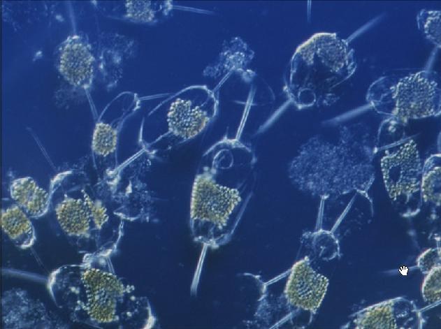 Sea life Marine Phytoplankton